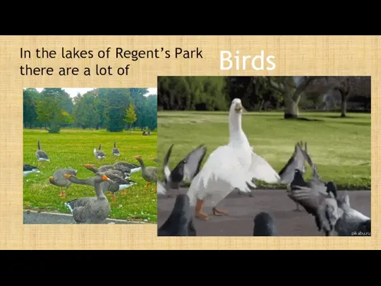 In the lakes of Regent’s Park there are a lot of Birds