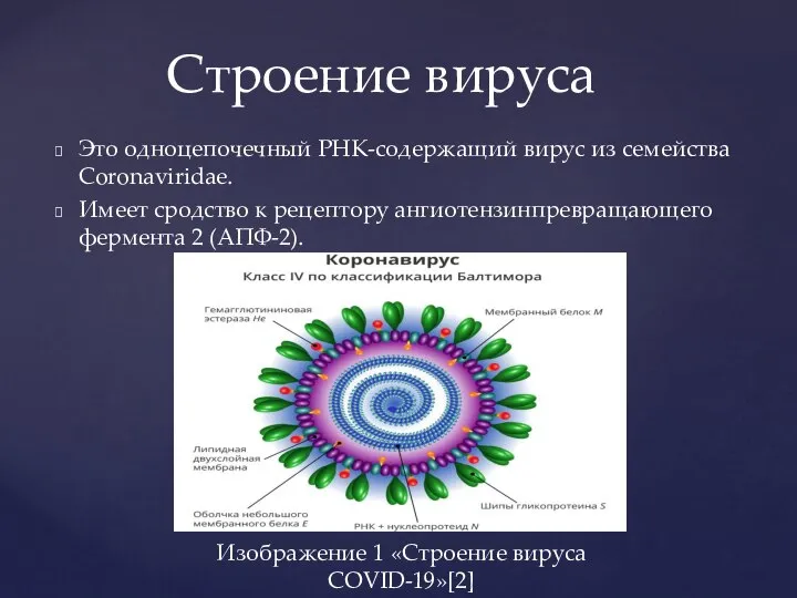 Это одноцепочечный РНК-содержащий вирус из семейства Coronaviridae. Имеет сродство к рецептору