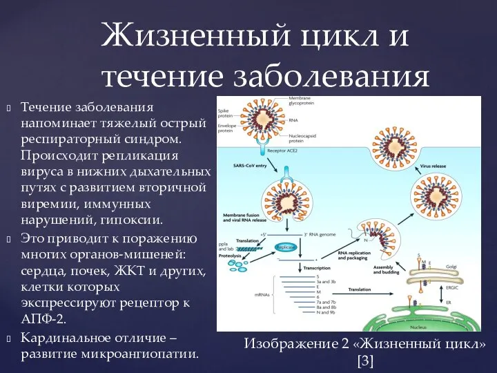 Изображение 2 «Жизненный цикл»[3] Жизненный цикл и течение заболевания Течение заболевания