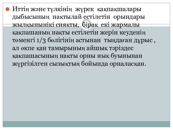 Иттің және түлкінің жүрек қақпақшалары дыбысының нақтылай естілетін орындары жылқынынікі сияқты,