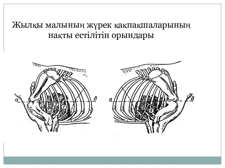 Жылқы малының жүрек қақпақшаларының нақты естілітін орындары