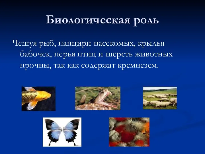 Биологическая роль Чешуя рыб, панцири насекомых, крылья бабочек, перья птиц и