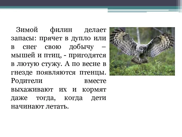 Зимой филин делает запасы: прячет в дупло или в снег свою