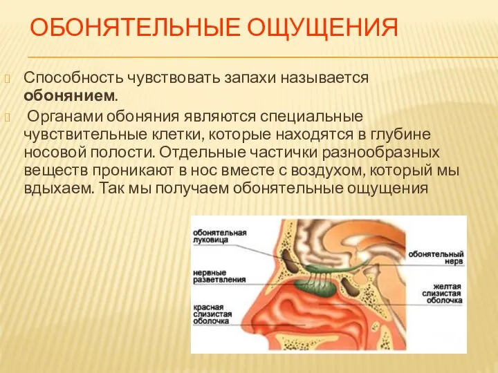 ОБОНЯТЕЛЬНЫЕ ОЩУЩЕНИЯ Способность чувствовать запахи называется обонянием. Органами обоняния являются специальные