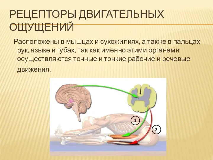 РЕЦЕПТОРЫ ДВИГАТЕЛЬНЫХ ОЩУЩЕНИЙ Расположены в мышцах и сухожилиях, а также в