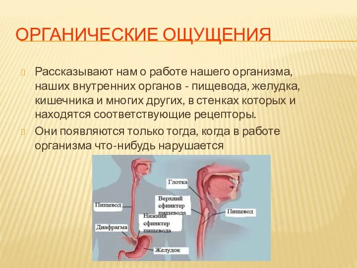 ОРГАНИЧЕСКИЕ ОЩУЩЕНИЯ Рассказывают нам о работе нашего организма, наших внутренних органов