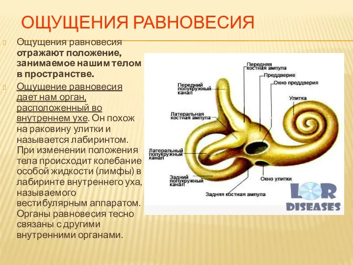 ОЩУЩЕНИЯ РАВНОВЕСИЯ Ощущения равновесия отражают положение, занимаемое нашим телом в пространстве.