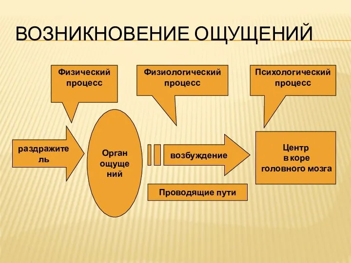 ВОЗНИКНОВЕНИЕ ОЩУЩЕНИЙ Орган ощущений Центр в коре головного мозга возбуждение раздражитель