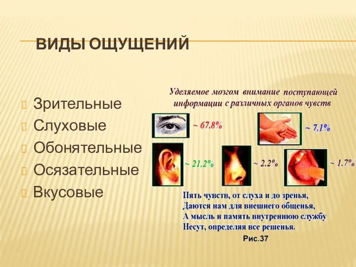 ВИДЫ ОЩУЩЕНИЙ Зрительные Слуховые Обонятельные Осязательные Вкусовые