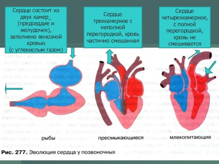 Сердце состоит из двух камер_ (председдие и желудочек), заполнено венозной кровью
