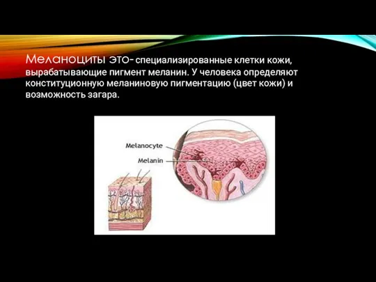 Меланоциты это- специализированные клетки кожи, вырабатывающие пигмент меланин. У человека определяют