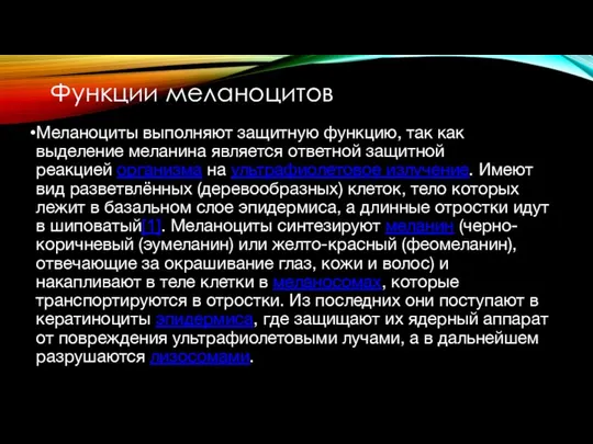 Функции меланоцитов Меланоциты выполняют защитную функцию, так как выделение меланина является