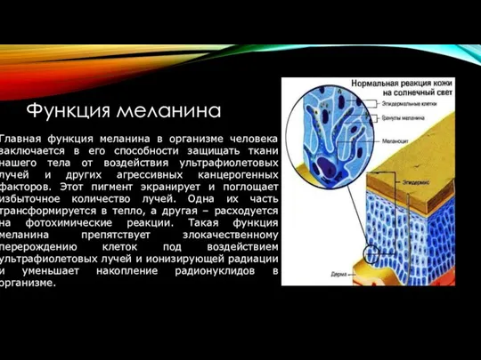 Функция меланина Главная функция меланина в организме человека заключается в его