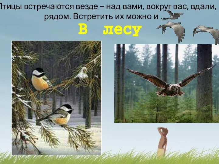 В лесу Птицы встречаются везде – над вами, вокруг вас, вдали,