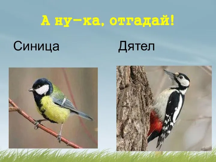 А ну-ка, отгадай! Синица Дятел