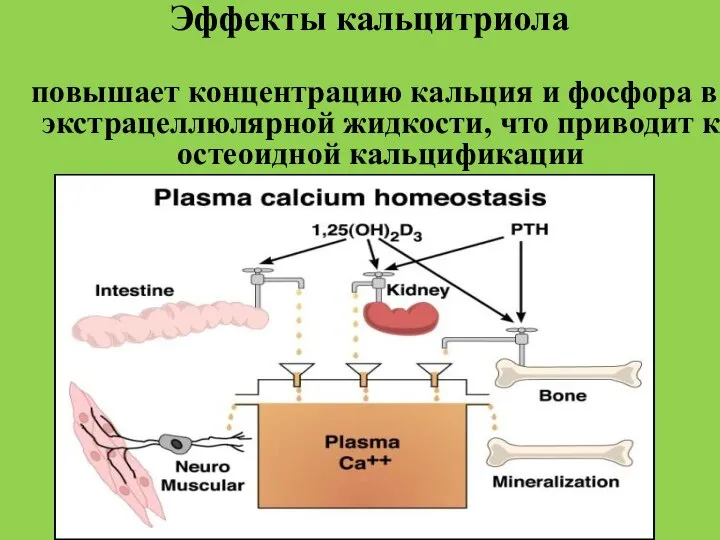 повышает концентрацию кальция и фосфора в экстрацеллюлярной жидкости, что приводит к остеоидной кальцификации Эффекты кальцитриола