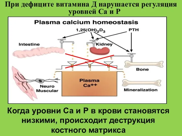 При дефиците витамина Д нарушается регуляция уровней Са и Р Когда