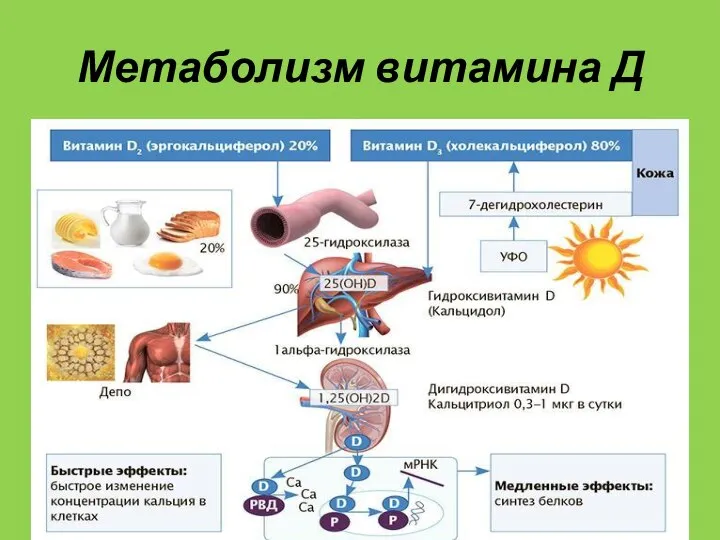 Метаболизм витамина Д