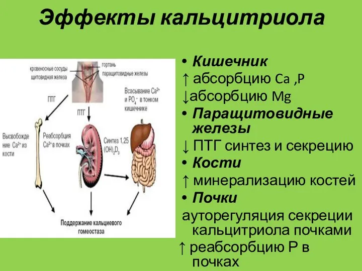 Эффекты кальцитриола Кишечник ↑ абсорбцию Ca ,P ↓абсорбцию Mg Паращитовидные железы