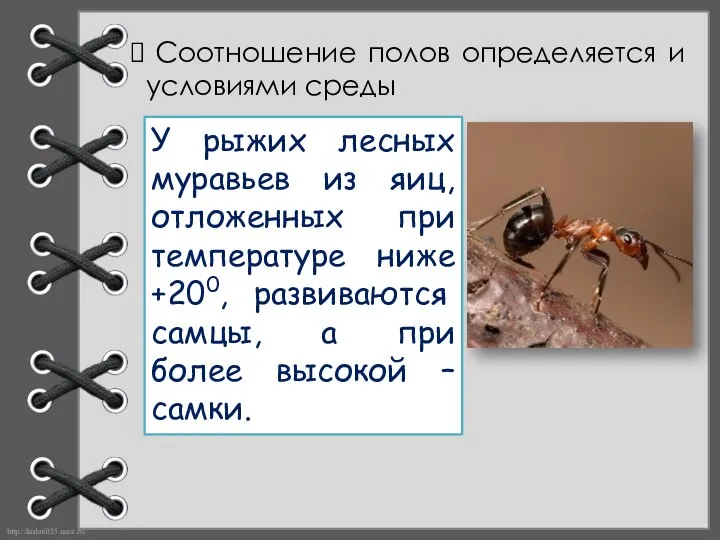 Соотношение полов определяется и условиями среды У рыжих лесных муравьев из