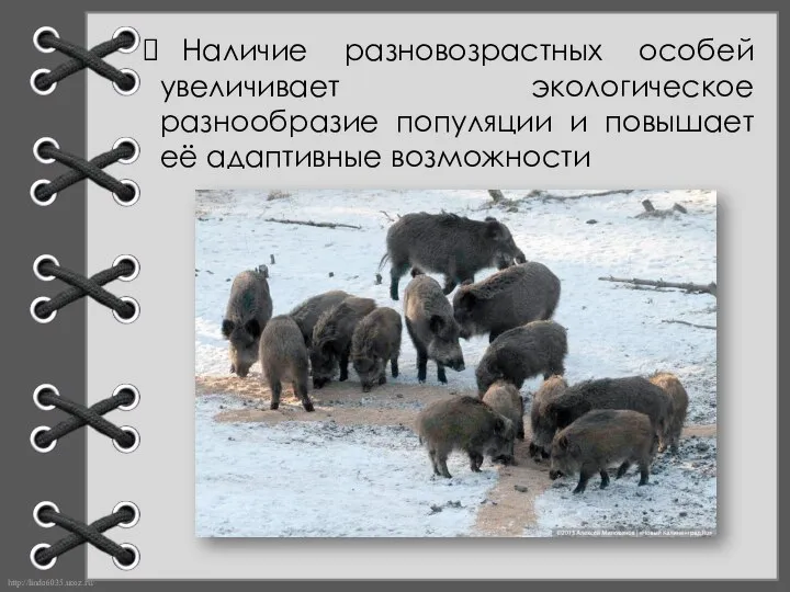 Наличие разновозрастных особей увеличивает экологическое разнообразие популяции и повышает её адаптивные возможности