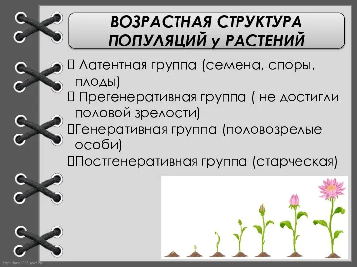 ВОЗРАСТНАЯ СТРУКТУРА ПОПУЛЯЦИЙ у РАСТЕНИЙ Латентная группа (семена, споры, плоды) Прегенеративная