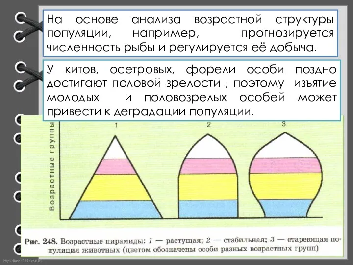 На основе анализа возрастной структуры популяции, например, прогнозируется численность рыбы и