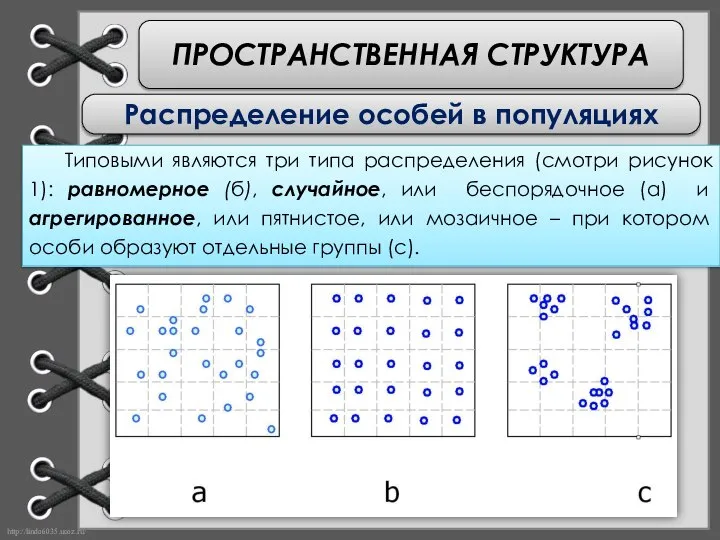 ПРОСТРАНСТВЕННАЯ СТРУКТУРА Распределение особей в популяциях Типовыми являются три типа распределения