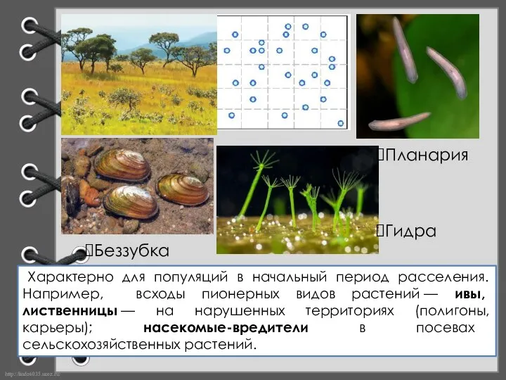 Планария Беззубка Гидра Характерно для популяций в начальный период расселения. Например,