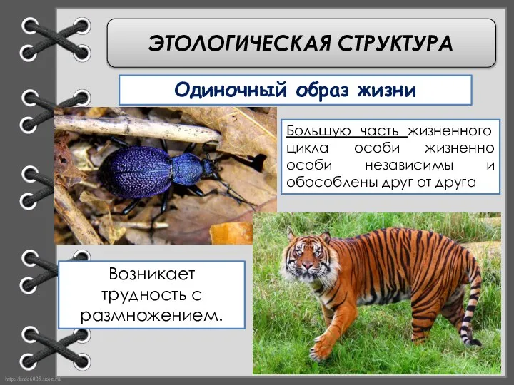 ЭТОЛОГИЧЕСКАЯ СТРУКТУРА Одиночный образ жизни Большую часть жизненного цикла особи жизненно