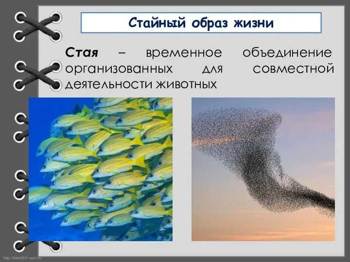 Стайный образ жизни Стая – временное объединение организованных для совместной деятельности животных