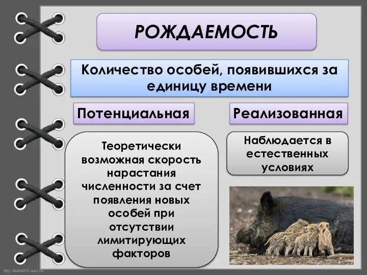 РОЖДАЕМОСТЬ Количество особей, появившихся за единицу времени Потенциальная Реализованная Теоретически возможная