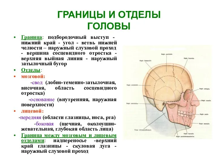 ГРАНИЦЫ И ОТДЕЛЫ ГОЛОВЫ Граница: подбородочный выступ - нижний край -