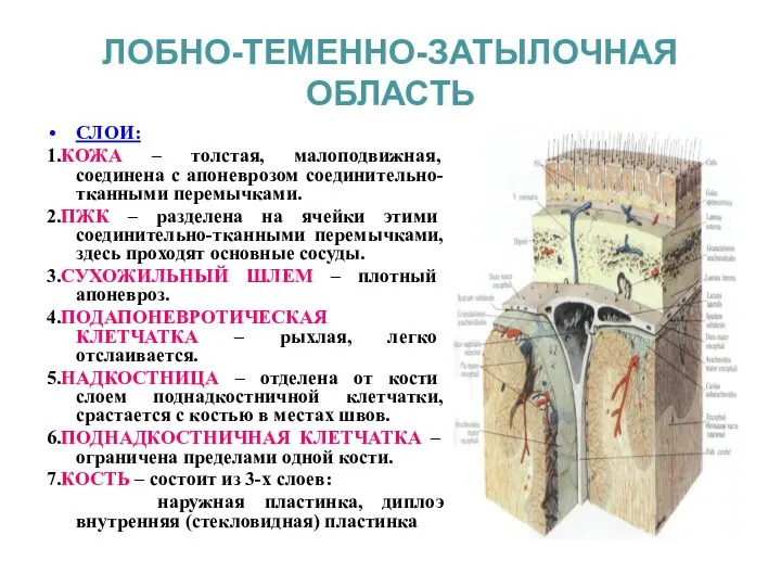 ЛОБНО-ТЕМЕННО-ЗАТЫЛОЧНАЯ ОБЛАСТЬ СЛОИ: 1.КОЖА – толстая, малоподвижная, соединена с апоневрозом соединительно-тканными