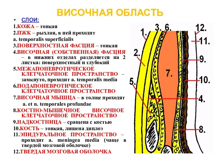 ВИСОЧНАЯ ОБЛАСТЬ СЛОИ: 1.КОЖА – тонкая 2.ПЖК – рыхлая, в ней