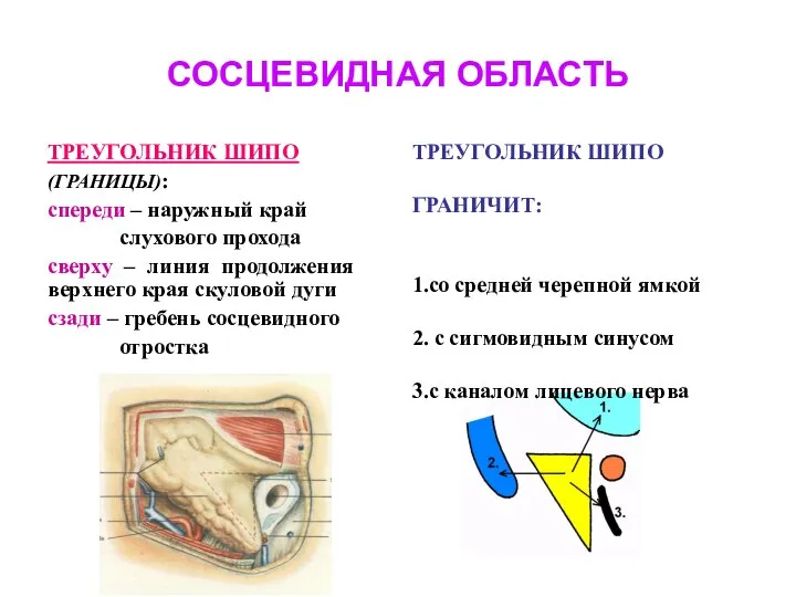 СОСЦЕВИДНАЯ ОБЛАСТЬ ТРЕУГОЛЬНИК ШИПО (ГРАНИЦЫ): спереди – наружный край слухового прохода