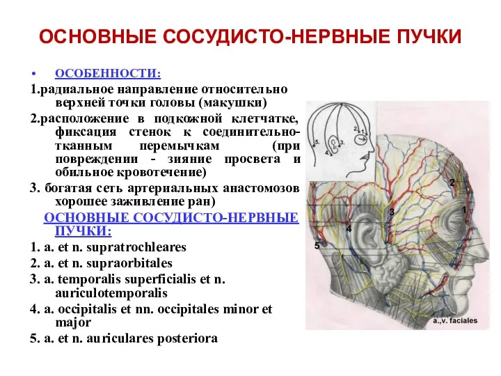 ОСНОВНЫЕ СОСУДИСТО-НЕРВНЫЕ ПУЧКИ ОСОБЕННОСТИ: 1.радиальное направление относительно верхней точки головы (макушки)