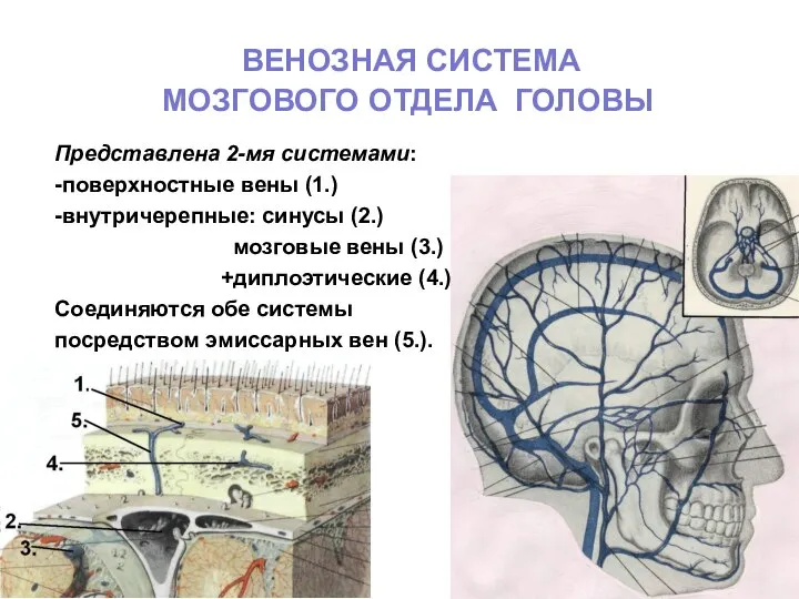 ВЕНОЗНАЯ СИСТЕМА МОЗГОВОГО ОТДЕЛА ГОЛОВЫ Представлена 2-мя системами: -поверхностные вены (1.)