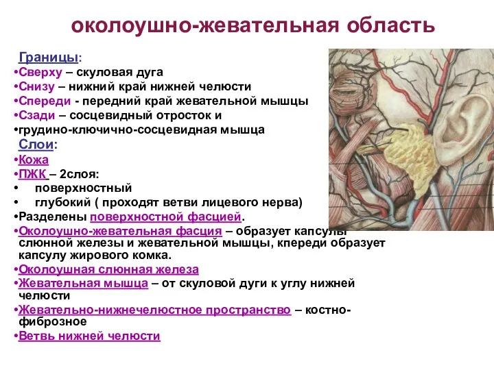 околоушно-жевательная область Границы: Сверху – скуловая дуга Снизу – нижний край