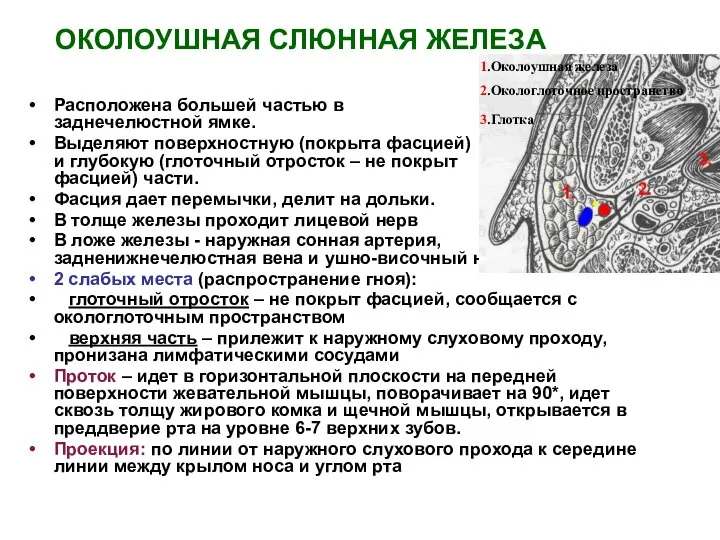 ОКОЛОУШНАЯ СЛЮННАЯ ЖЕЛЕЗА Расположена большей частью в заднечелюстной ямке. Выделяют поверхностную