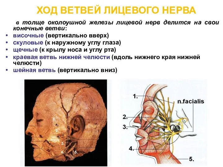 ХОД ВЕТВЕЙ ЛИЦЕВОГО НЕРВА в толще околоушной железы лицевой нерв делится