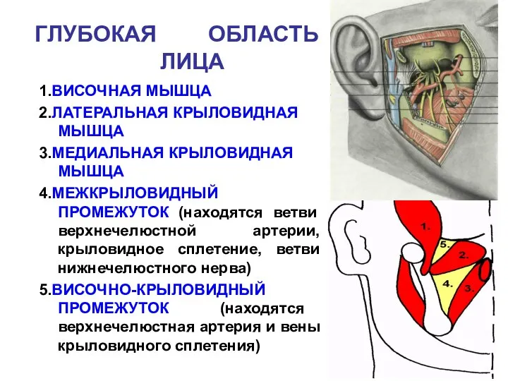 ГЛУБОКАЯ ОБЛАСТЬ ЛИЦА 1.ВИСОЧНАЯ МЫШЦА 2.ЛАТЕРАЛЬНАЯ КРЫЛОВИДНАЯ МЫШЦА 3.МЕДИАЛЬНАЯ КРЫЛОВИДНАЯ МЫШЦА