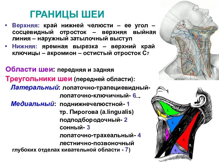 ГРАНИЦЫ ШЕИ Верхняя: край нижней челюсти – ее угол – сосцевидный