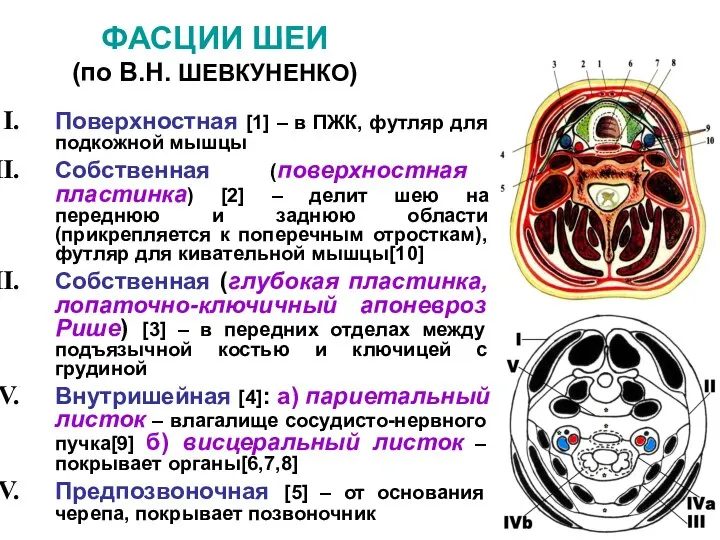 ФАСЦИИ ШЕИ (по В.Н. ШЕВКУНЕНКО) Поверхностная [1] – в ПЖК, футляр