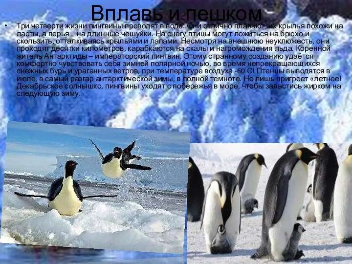 Вплавь и пешком Три четверти жизни пингвины проводят в воде. Они