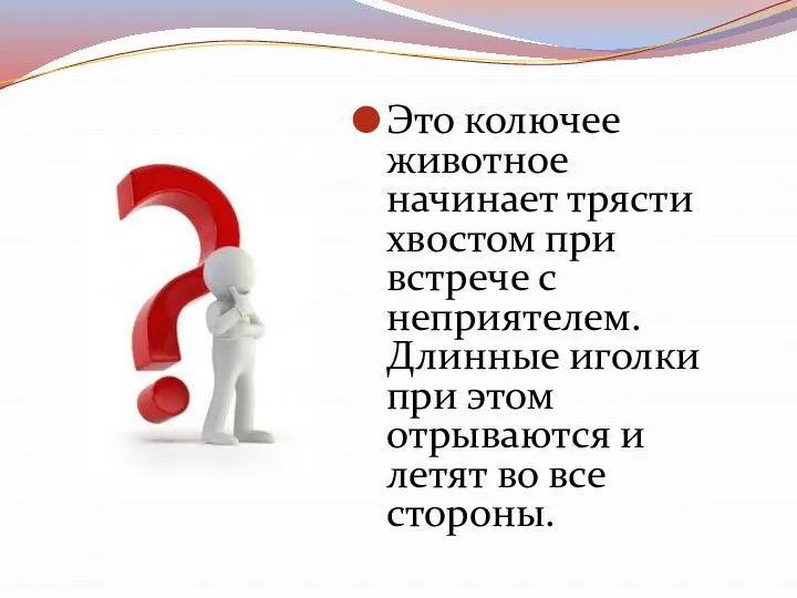 Это колючее животное начинает трясти хвостом при встрече с неприятелем. Длинные