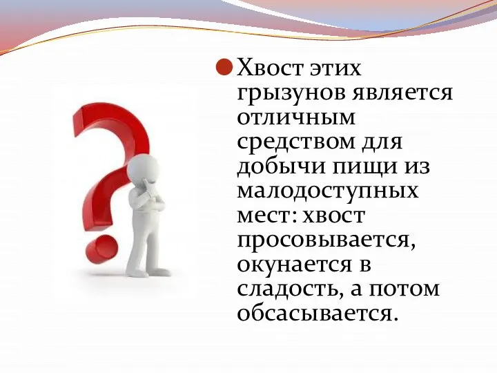 Хвост этих грызунов является отличным средством для добычи пищи из малодоступных