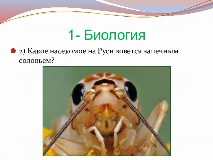 1- Биология 2) Какое насекомое на Руси зовется запечным соловьем?