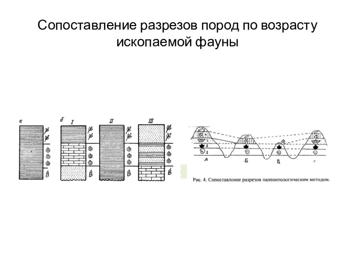 Сопоставление разрезов пород по возрасту ископаемой фауны