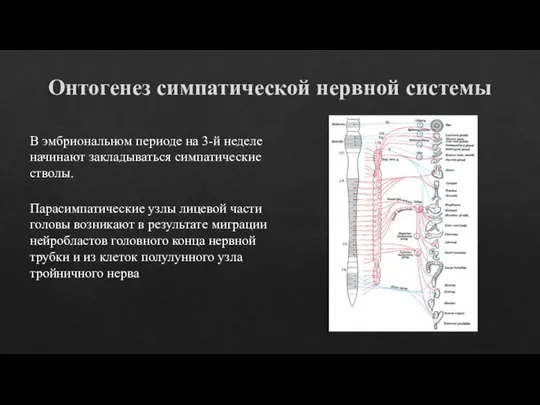 Онтогенез симпатической нервной системы В эмбриональном периоде на 3-й неделе начинают